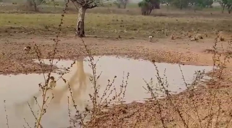 Humans and Animals share dam at Bagliga-Dakpemyili 