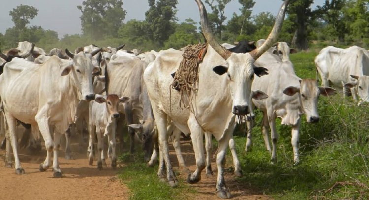 Akatsi Police apprehends suspected cattle rustling syndicates