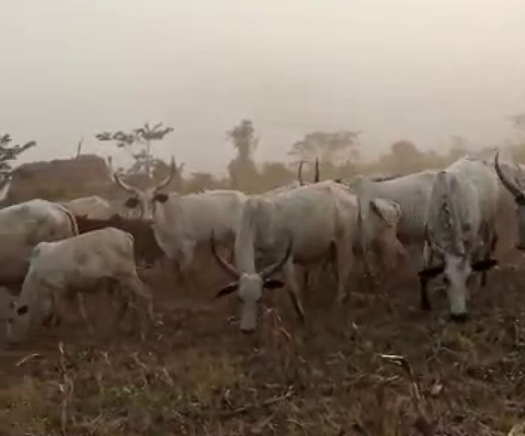 17,000 cattle destroy farms at Nkoranza South