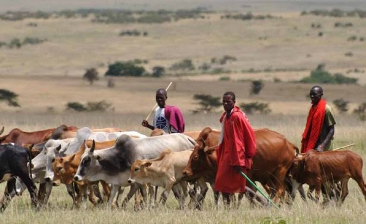 Governors Of Nigeria Agree To End Nomadic Cattle Rearing