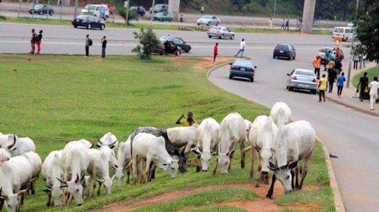 Open Grazing In Abuja prohibited by FCTA