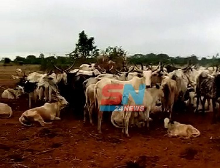 Fulani Herdsmen Destroy farm produce worth over GHC10k in Bono East