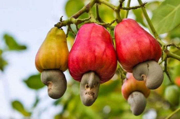 Cashew to be sold at GHC5 Per KG in Jaman north while awaiting official price  