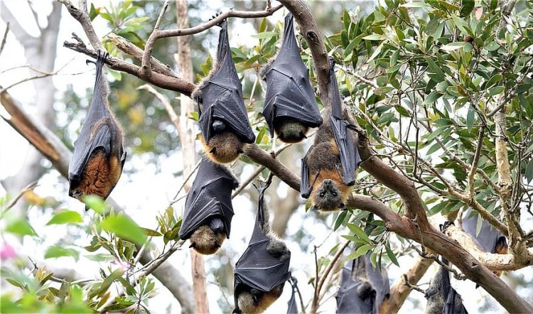 Bats take over Diabaa M/A Basic School, pupils miss classes for fear of hurt