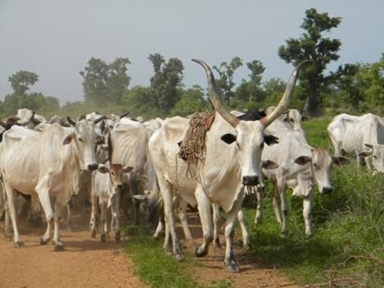 Sunyani West Assembly to deploy taskforce to clamp down on Fulani menace