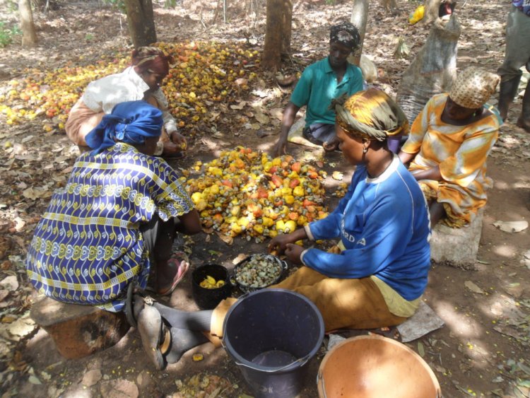 Jaman South Farmers raise concerns over fall of cashew price