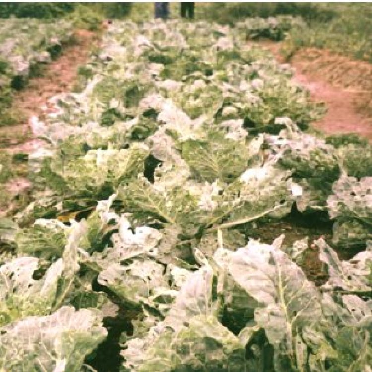 Nsutam Vegetable Farmers call on Gov’t for financial Support