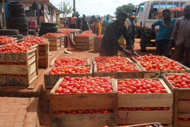 Berekum West: Fententaa tomato farmers call on Gov’t to extend 1V, 1D to the area  