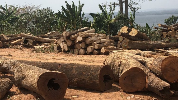 Timber market operators cautions gov't to reverse land sale