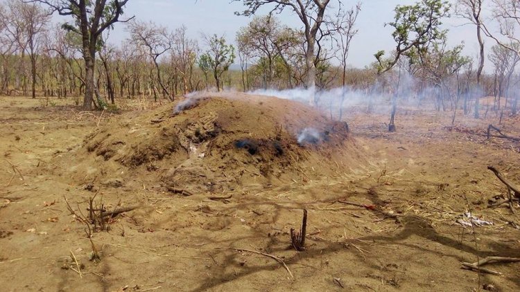Ban on Illegal Logging and Commercial Charcoal Burning takes-Off in the Savanah Region