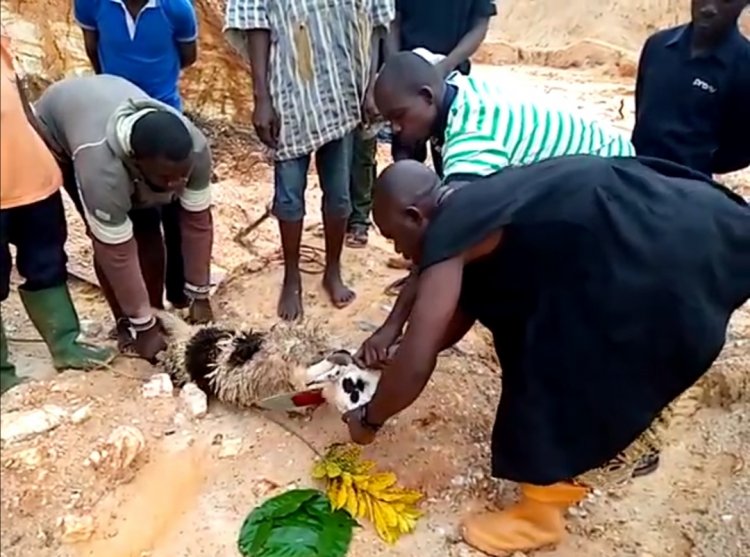 Chief Pour Libations And Slaughter Sheep To Purify Galamsey Land