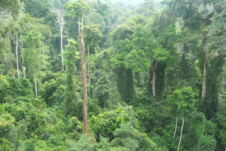 Green Ghana project: Bono Forestry Commission to exceed estimated target 