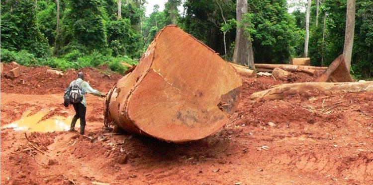 Preserving our forest reserve: Seikwa chief warn residents against illegal lumbering