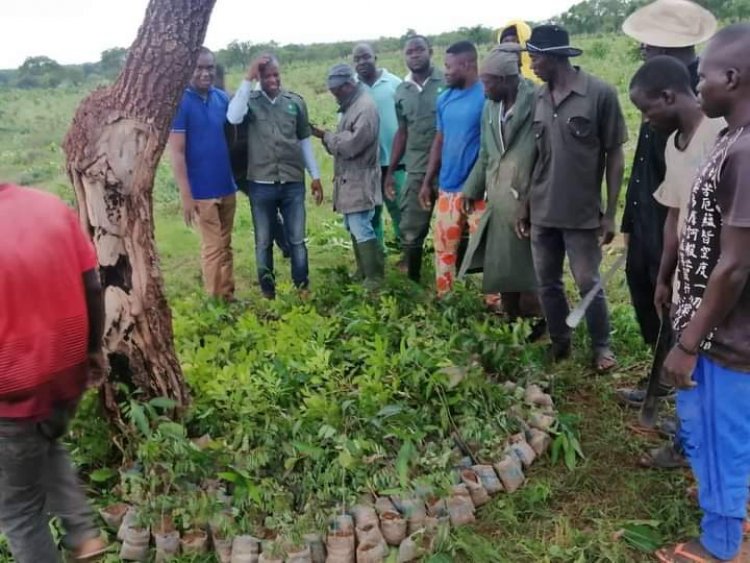 Tolon MP donated 2,000 Tree Seedlings to his Constituency