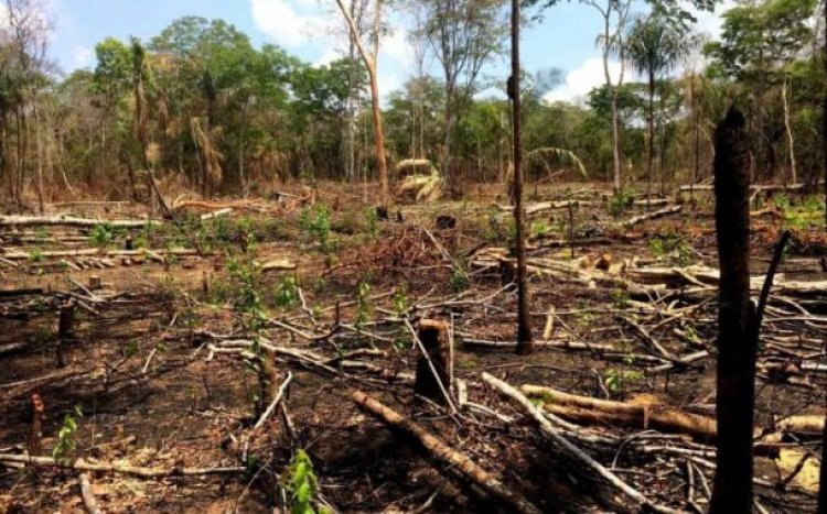 Prosecute People Who Cut Down Trees Without Replacement - Nana Kwaku Boateng 