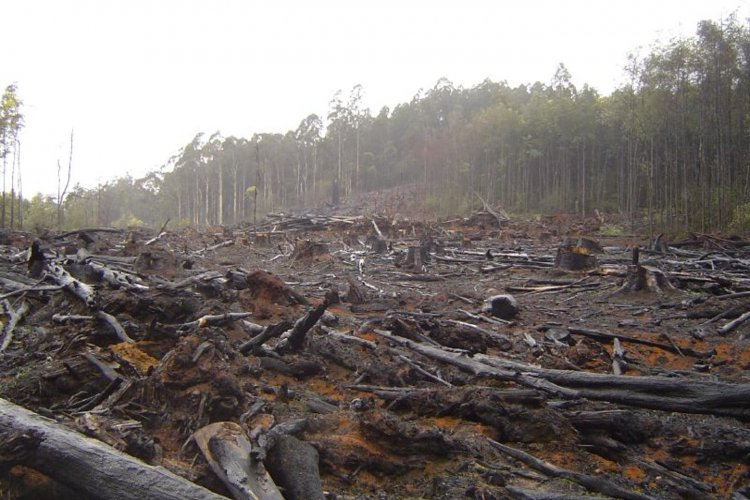 Illegal lumbering having adverse impact on the environment - Bono Regional Minister