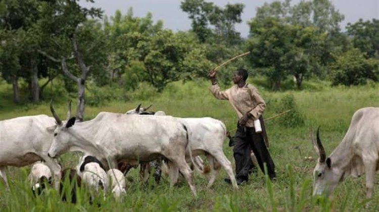 Miyetti Allah Gives Condition To Accept Ban On Open Grazing