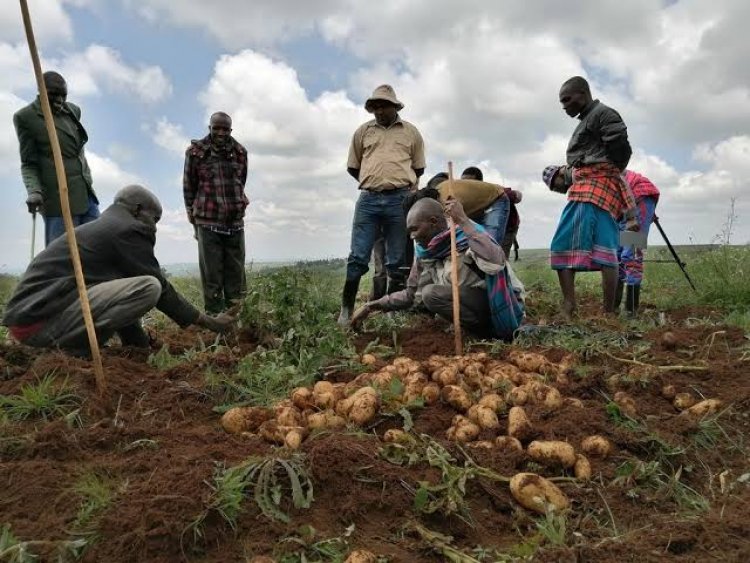 Federal Govt Starts Potato Revolution In Kano State, Builds Capacity Of 150 Farmers