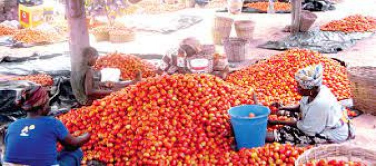 Dormaa: Tomato farmers call for a stable price 