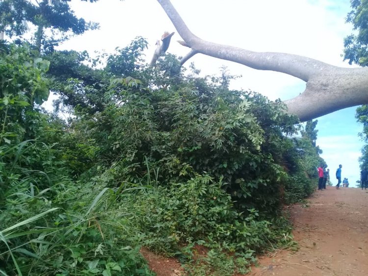 Woman collapse after seeing tree fall on brother