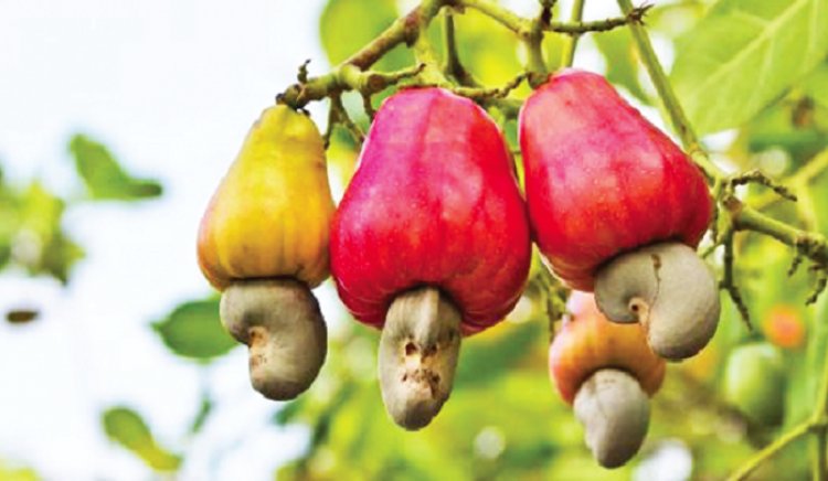 Planting for Export and Rural Development: DEDA distributes 300,000 cashew seedlings 