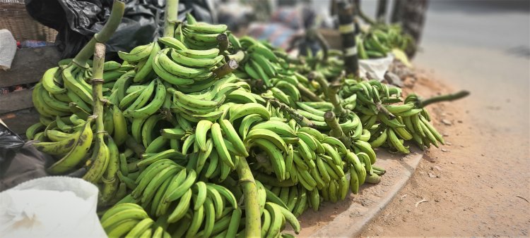Food shortage: Dormaa Ahenkro plantain sellers lament high prices