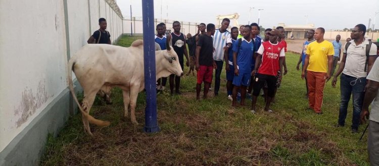 Supporters Chairman Gifts RTU a Bull