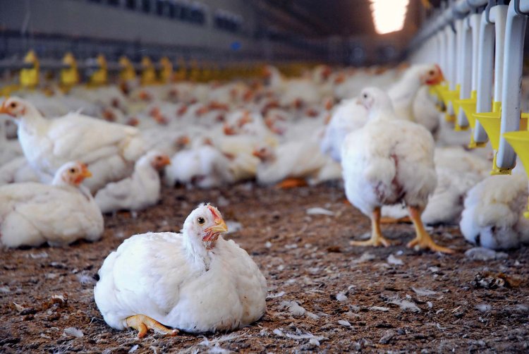 Poultry Farmers Raise alarm over looming shortage of poultry meat in Ghana