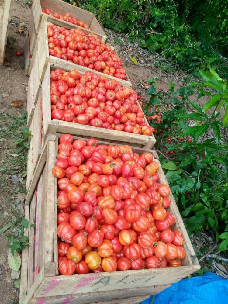 "Government Must Pay Attention to Tomato Farming" - Akwamuhene