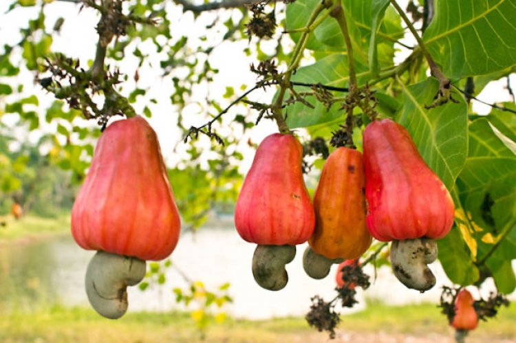 Cashew farmers advised not to raise expectations on pricing