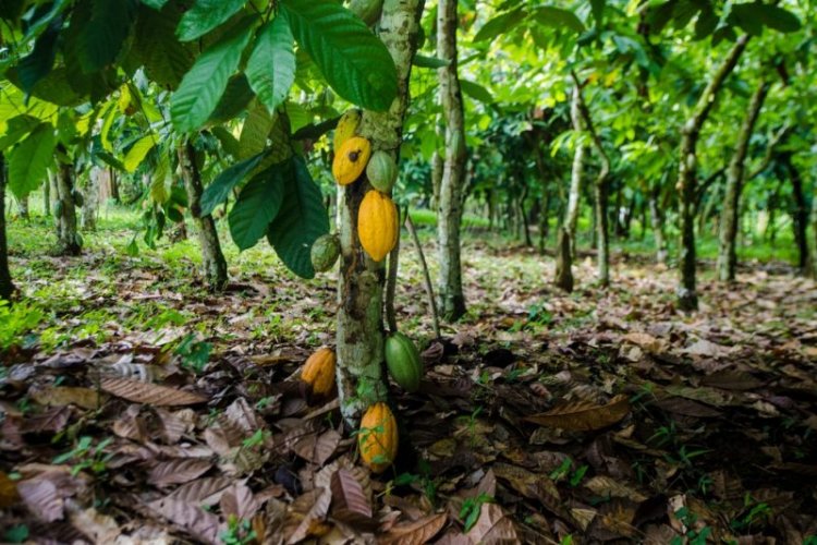 Abesim Murder Case: Police Discovers Intestines of Victims buried in a cocoa farm 