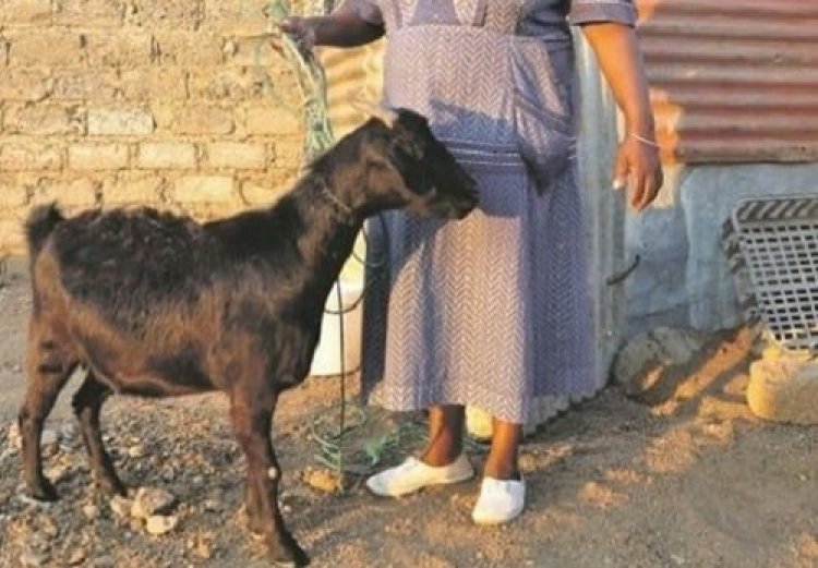 Goat Held Hostage for Pulling Down Woman’s Soup on Fire 