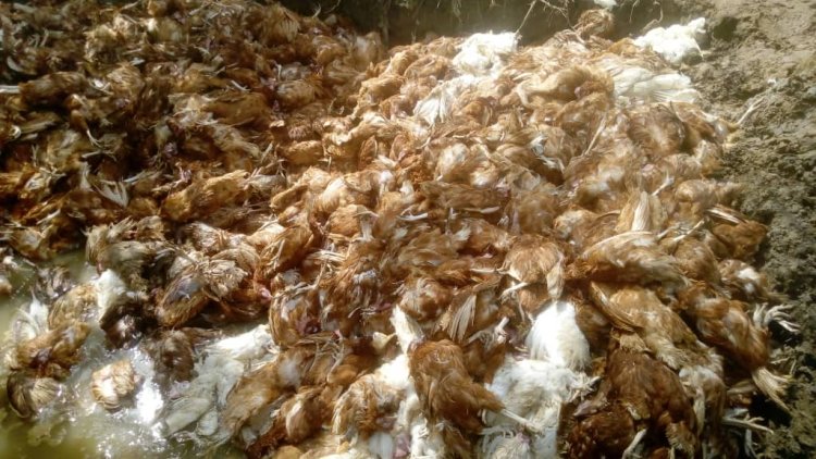 Bird Flu kills over 20,000 Birds in two weeks in Bibiani Anhwiaso Bekwai Municipality