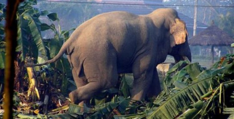 Elephant Invasion: Residents Of Assin South Appeal to Government to Remove "crazy Elephants" From their Forest
