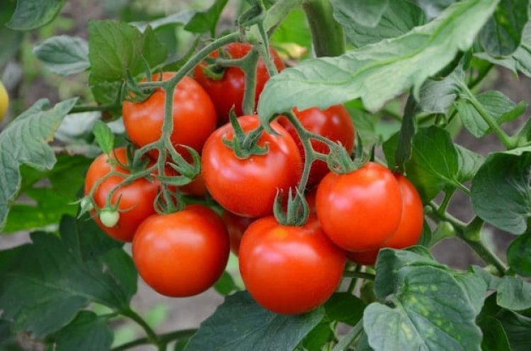 Fetentaa Assembly Member Commends Wedi Africa for Improving Tomato Farming