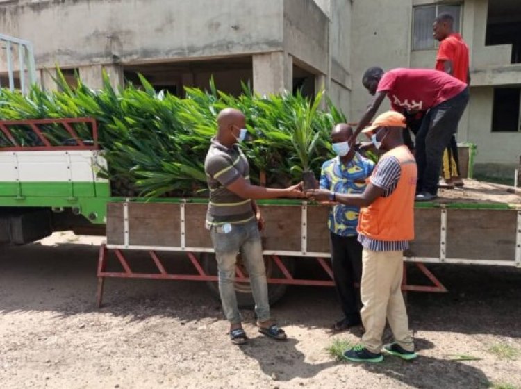 Upper Manya Krobo Municipal distributes Seedlings to 313 Farmers 