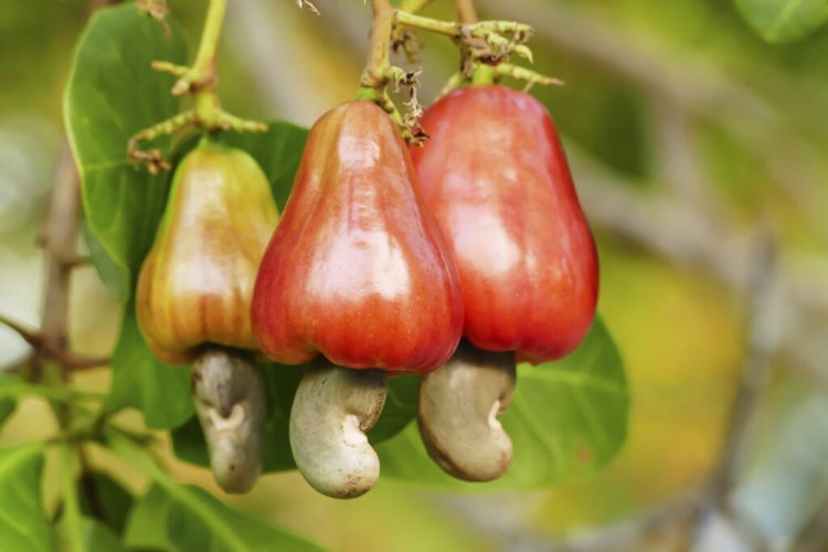 Wenchi Municipal Assembly Sets Guidelines For Cashew Operation Companies