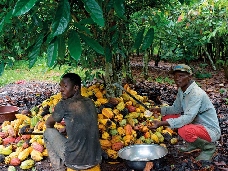 Rather than hiring Agric officers to replant cocoa, COCOBOD should give us the money