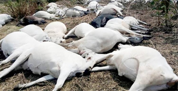 Kogi Warns Residents To Shun Cow Meat After 20 Die Mysteriously