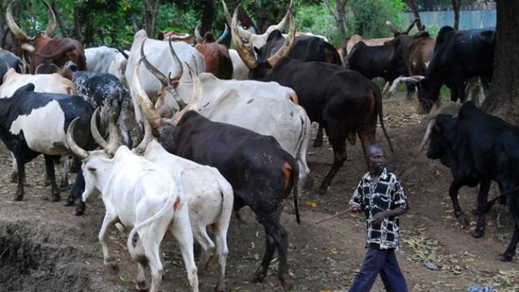 IPOB To Start Enforcing Ban On Cow Meat, Open Grazing April 27th