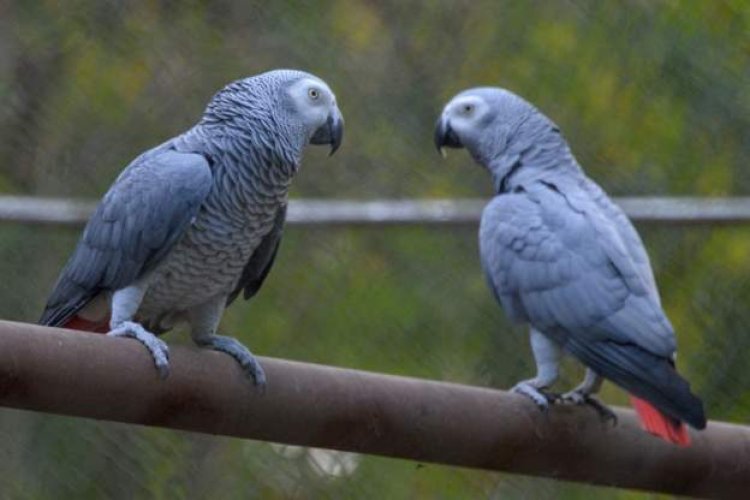 Ugandan authorities apprehend a'smuggler' of 122 rare parrots.