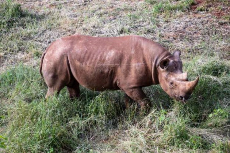 After 40 years, a park in Mozambique will reintroduce rhino species.