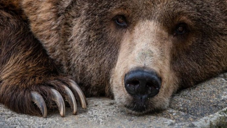 After a brown bear was beaten to death in Iran, a guy was arrested.