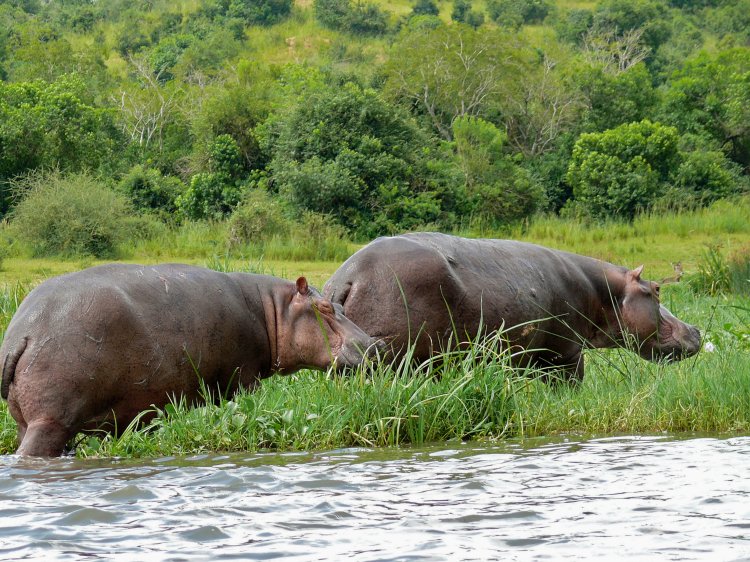 A South African farmer was arrested for shooting a woman while 'aiming at hippos.'