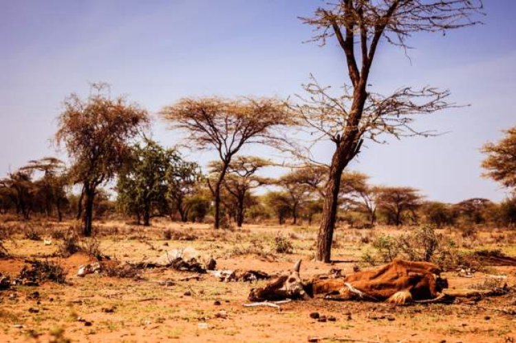 The United Nations has issued a drought warning for East Africa.