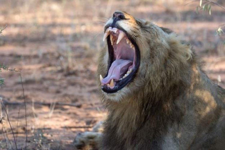 A Mozambican guy is gravely injured by a stray lion.