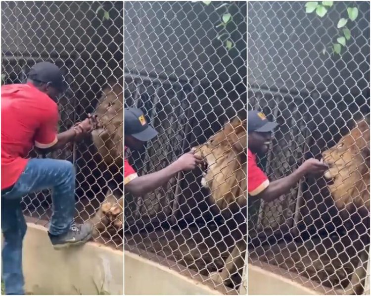 Man Ends Up With No Figure After Making Fun Of A Lion In A Zoo