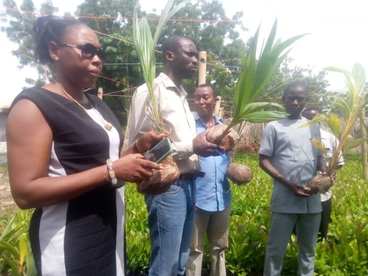 Berekum District Chief Executive Supervised Free Distribution of Seedlings to Farmers