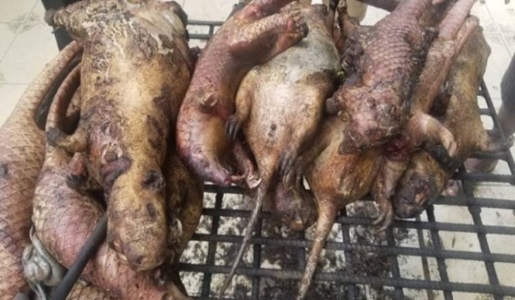 Monkeypox cannot be spread by eating bush meat – Kumasi traders