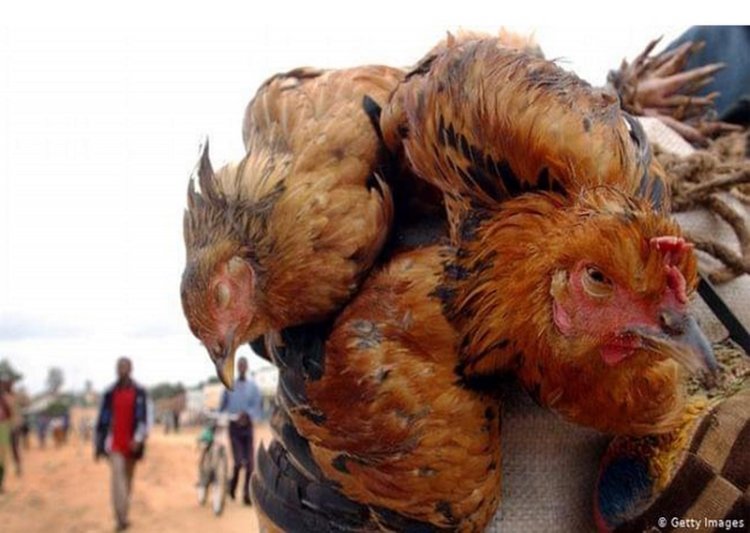 Bird Flu Alert: Kpone-Katamanso culled 13,000 birds
